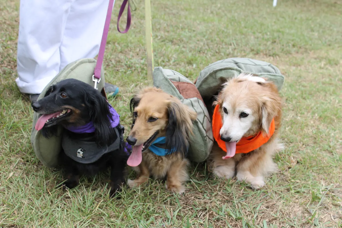 Three rescued dachshunds in harnesses on a walk in the grass