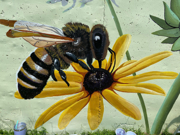 Close-up of the painted bee gathering pollen on a black-eyed Susan